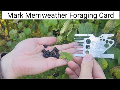 Mark Merriweather Foraging Card : Credit Card Size Wild Edibles Foraging Kit