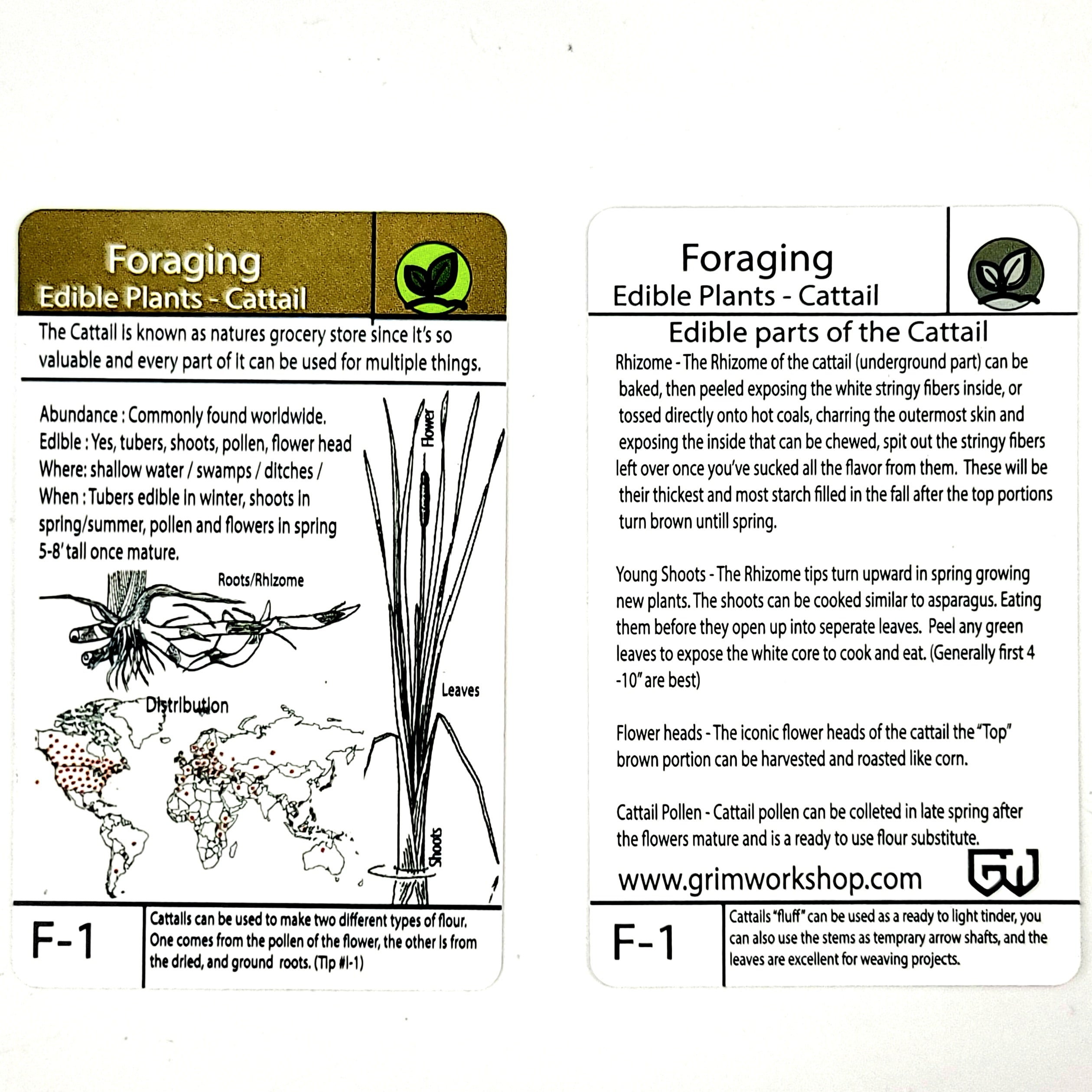 Tip Card Fo-1 Foraging the Cattail Plant Foraging